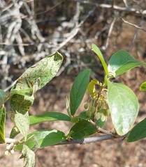 Acraea horta
