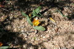 Ornithogalum maculatum