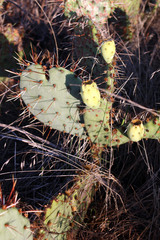Opuntia gilvescens