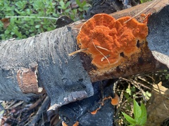Trametes cinnabarina
