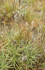 Onosma simplicissima