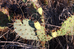 Opuntia gilvescens