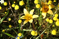 Romulea