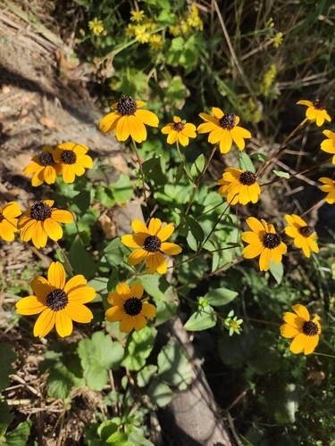 Rudbeckia triloba
