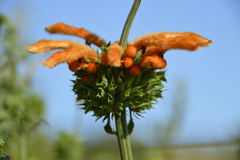 Leonotis ocymifolia