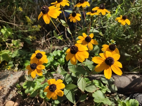 Rudbeckia triloba