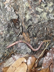 Oligochaeta