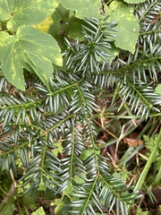 Taxus baccata