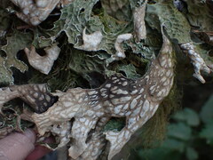 Lobaria