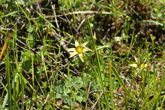 Romulea hirta