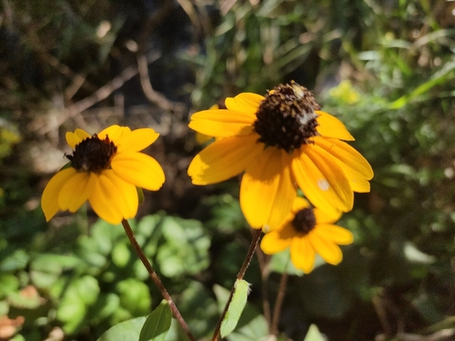 Rudbeckia triloba