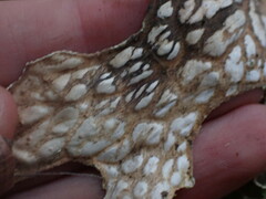Lobaria