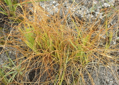 Carex humilis