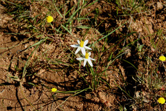 Pauridia serrata albiflora
