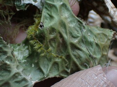 Lobaria