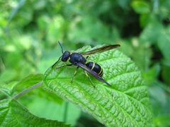 Ancistrocerus antilope