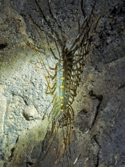 Thereuopoda clunifera