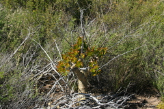 Tylecodon paniculatus