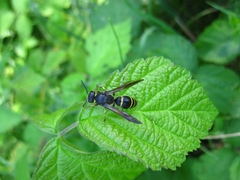 Ancistrocerus antilope