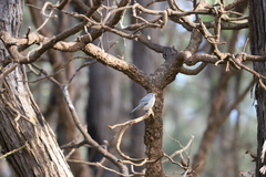 Pachycephala fuliginosa