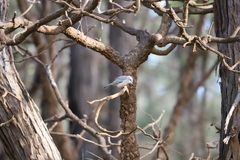 Pachycephala fuliginosa