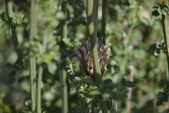 Leonotis ocymifolia