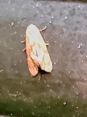 Platphalonidia