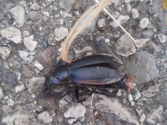 Carabus germarii