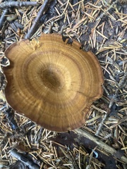 Coltricia cinnamomea