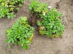Artemisia lactiflora