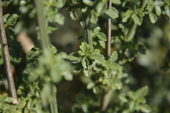 Leonotis ocymifolia