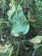 Symplocarpus foetidus