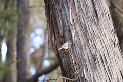 Pachycephala fuliginosa