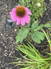 Echinacea purpurea