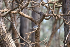 Pachycephala fuliginosa