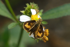 Taractrocera archias