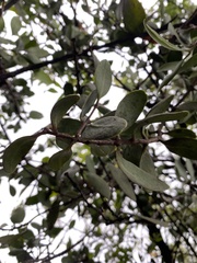 Loranthaceae