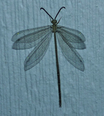 Brachynemurus versutus