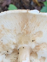 Echinoderma asperum