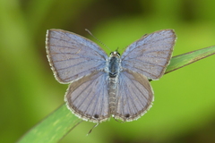 Luthrodes pandava
