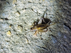 Loxoblemmus equestris