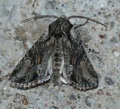 Lacinipolia sareta