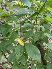 Prunus padus