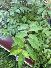 Hydrangea paniculata
