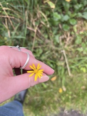 Hypochaeris radicata