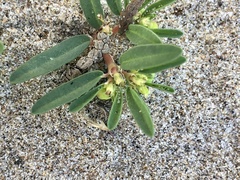 Euphorbia polygonifolia