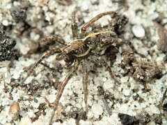 Artoriopsis