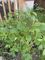 Hydrangea paniculata