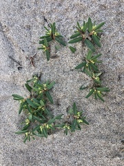 Euphorbia polygonifolia