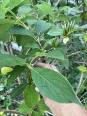 Hydrangea paniculata